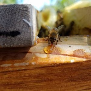 Meet your Posher, Paula